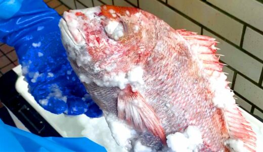 生きた魚が瞬間凍結⁈ マイナス21℃の特殊な氷に生きた魚を入れた結果 【究極の活け締め】