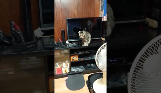 最新ゲーム機、ニャンステ❗チュールあげると動く奴🐱 #猫,#ソマリ,#ノルウェージャンフォレストキャット