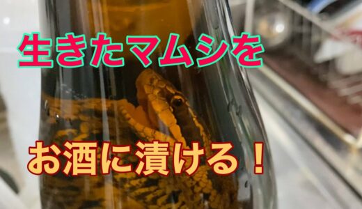 生きたマムシでマムシ酒作り！