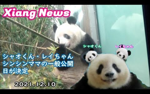 【Xiang News】シャンシャンの弟と妹の一般公開日が決定　2021.12.10