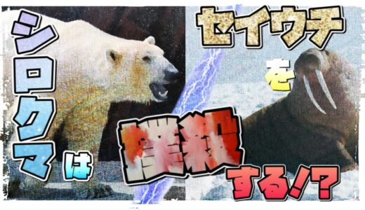 シロクマはセイウチを氷の塊で殴って仕留める⁉【ゆっくり解説】