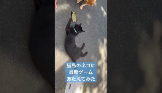 猫島のネコに最新ゲーム与えてみた