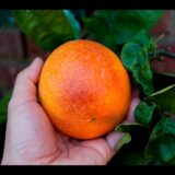 Sanguinelli Blood Orange – A Look Inside