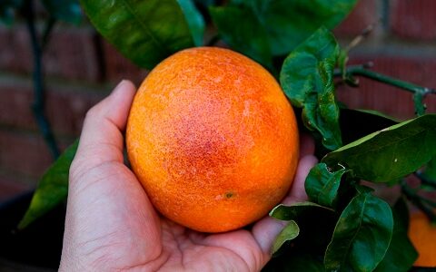 Sanguinelli Blood Orange - A Look Inside