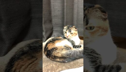 こまちゃん日記　#cat #catcute #猫
