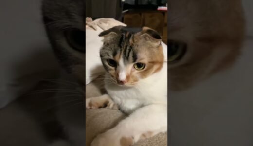 こまちゃん日記　癒されてみた笑笑　#shots #cat #ねこ #youtube