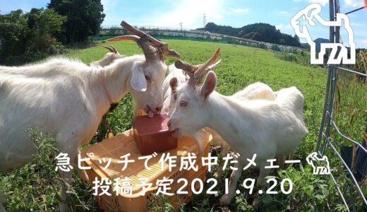 急ピッチで作成中本編は明日公開予定🐐今回の動画は投稿前のショートムービーだメェー🐐
