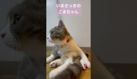 今さっきのネズミのおもちゃで遊ぶこまちゃん　#こまちゃん #スコティッシュフォールド #猫 #かわいい猫