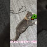 子猫こまちゃんがわにさんのおもちゃで遊ぶシーン #shorts #猫 #こまちゃん #スコティッシュフォールド