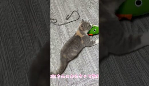 子猫こまちゃんがわにさんのおもちゃで遊ぶシーン #shorts #猫 #こまちゃん #スコティッシュフォールド