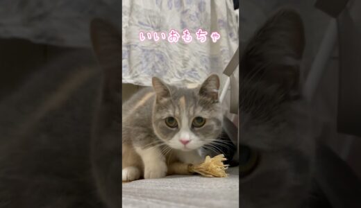 クリスマスプレゼントに喜ぶ子猫 #shorts #猫 #こまちゃん #スコティッシュフォールド