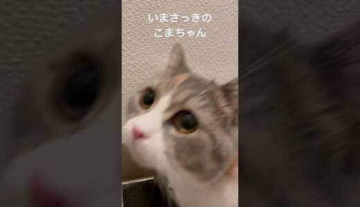 玄関にいる今日の子猫　#こまちゃん #スコティッシュフォールド #猫 #こねこ