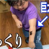次男の手に巨大な昆虫が…！！三兄弟みんな号泣｜三兄弟初めてペットを飼う