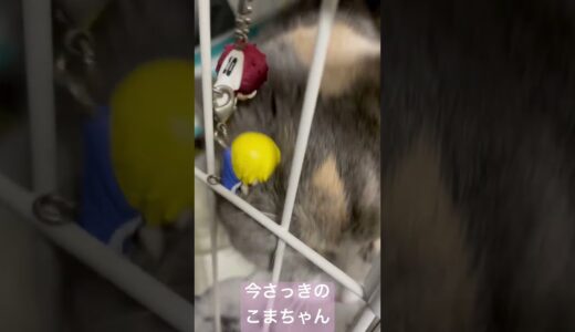 今さっきのこまちゃん　#こまちゃん #スコティッシュフォールド #かわいい猫