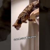 小虫を見つけて興奮するこまちゃん