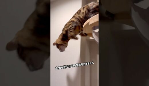 小虫を見つけて興奮するこまちゃん
