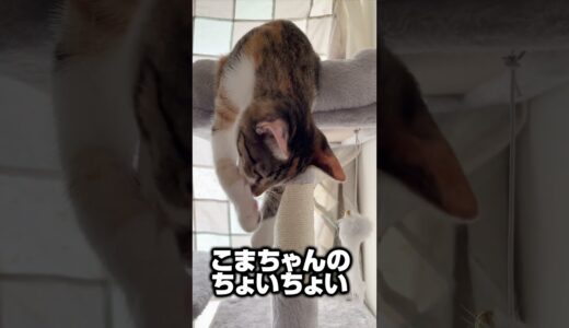 こまちゃんのちょいちょい