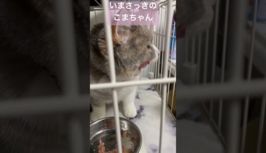 今日のこまちゃん　#こまちゃん #スコティッシュフォールド #かわいい猫 #猫