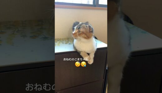 こまちゃん日記　おねむこまちゃん、、可愛い😍　#youtubeshorts #youtube #shorts #cat #猫動画 #こまちゃん日記#猫 #youtubeshort